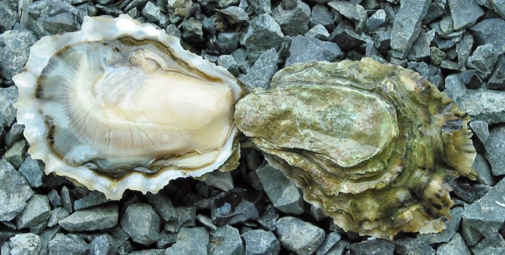 Oysterfest Legends