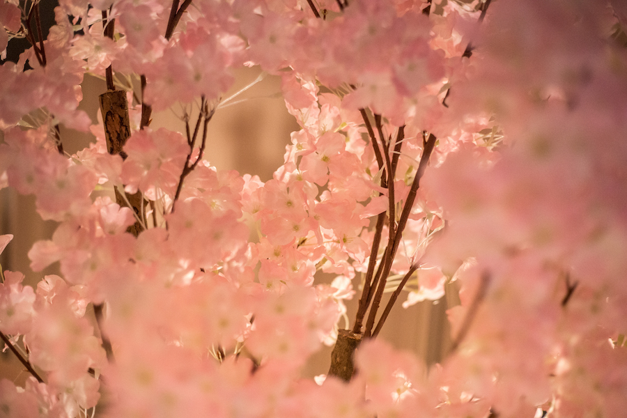 cherryblossom2