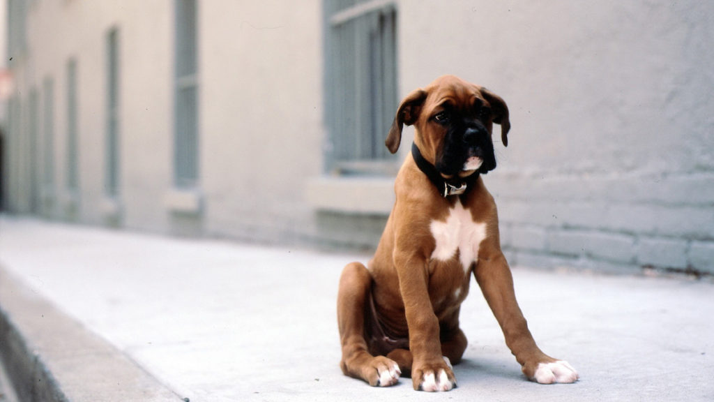 Dogs Left Outside Alone
