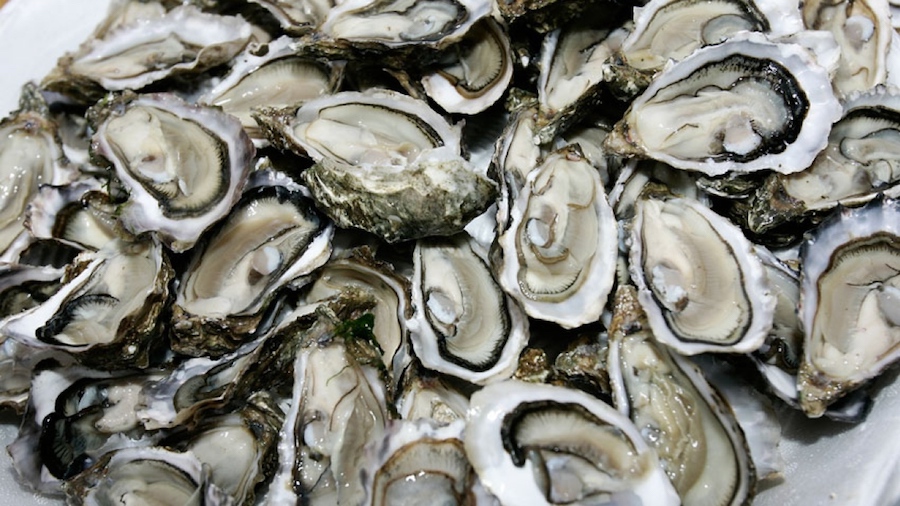 oysters